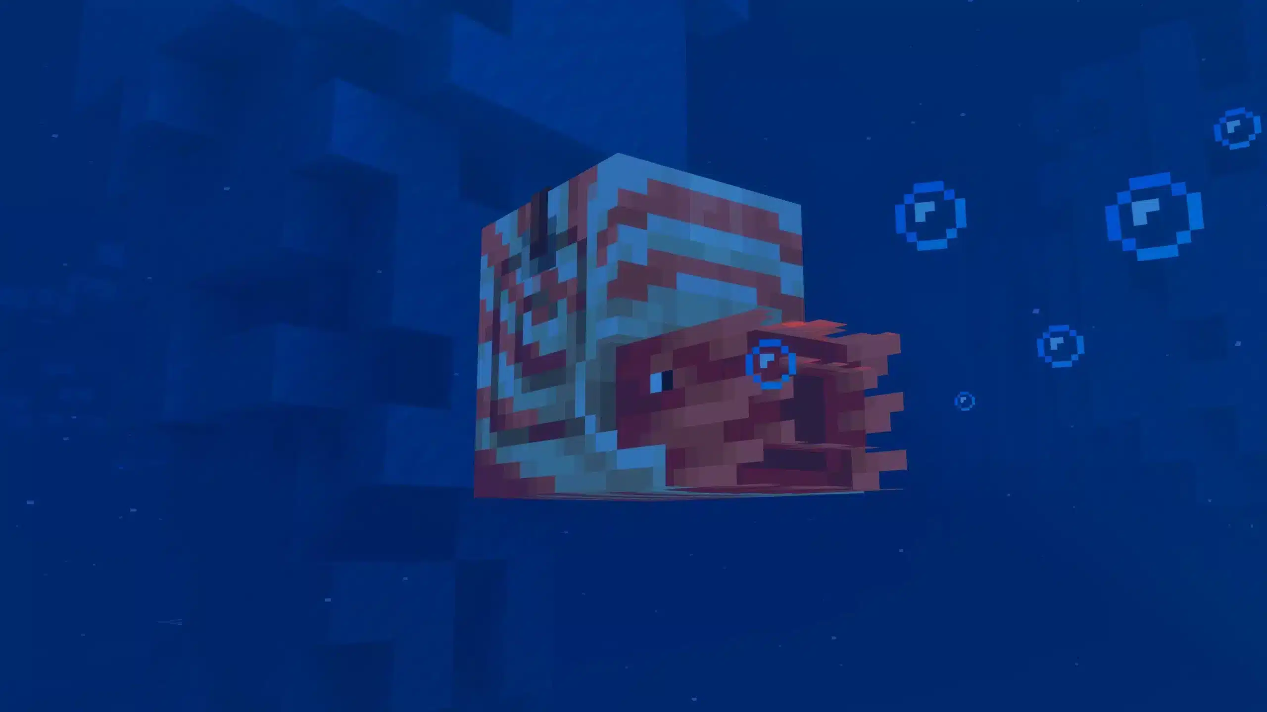 nautilus shell minecraft